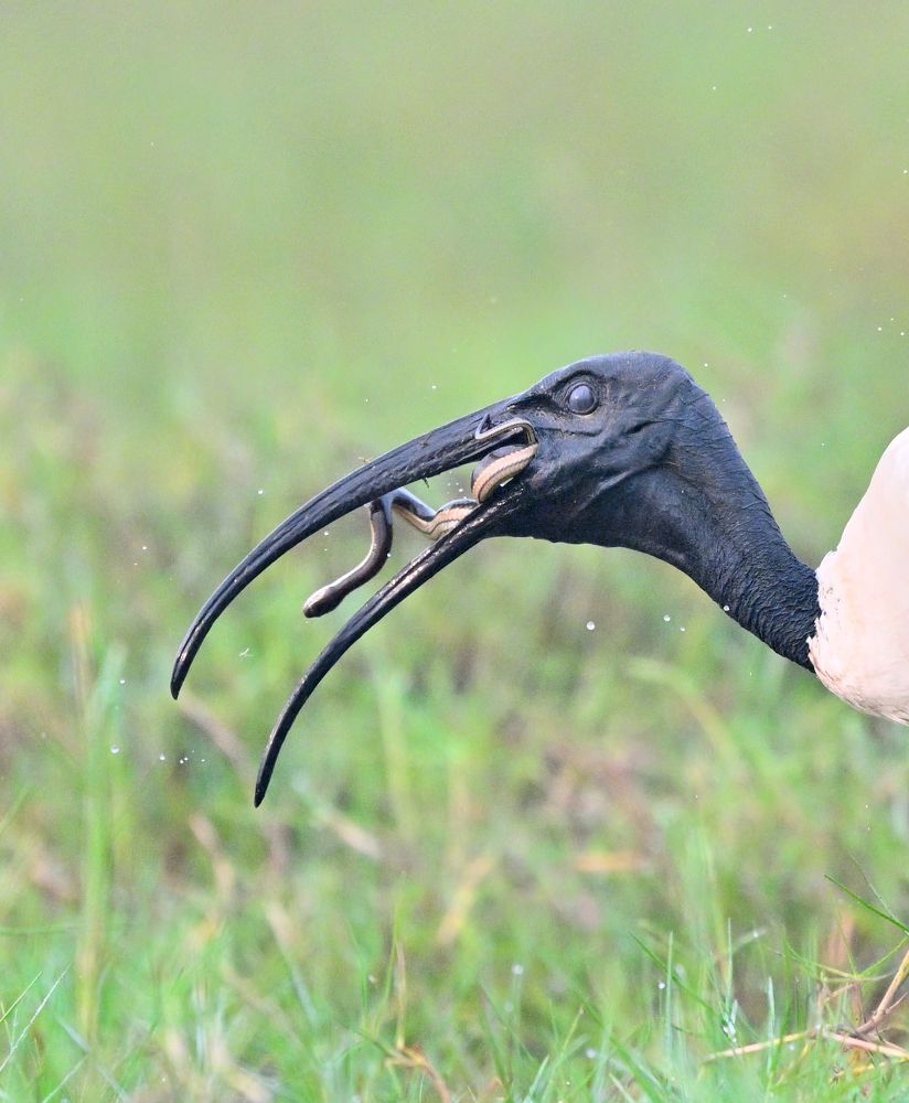 Photograph by Abhishek Manna