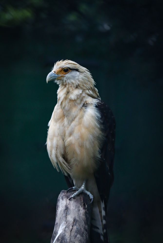 Photograph by Felix Jose Cafarelli