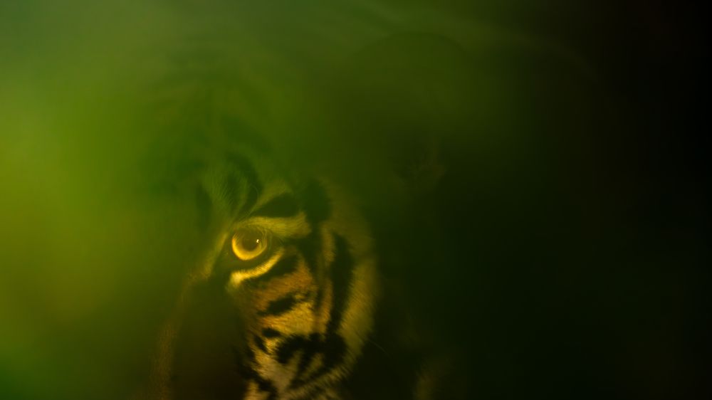 Photograph by Ayan Bhattacharya