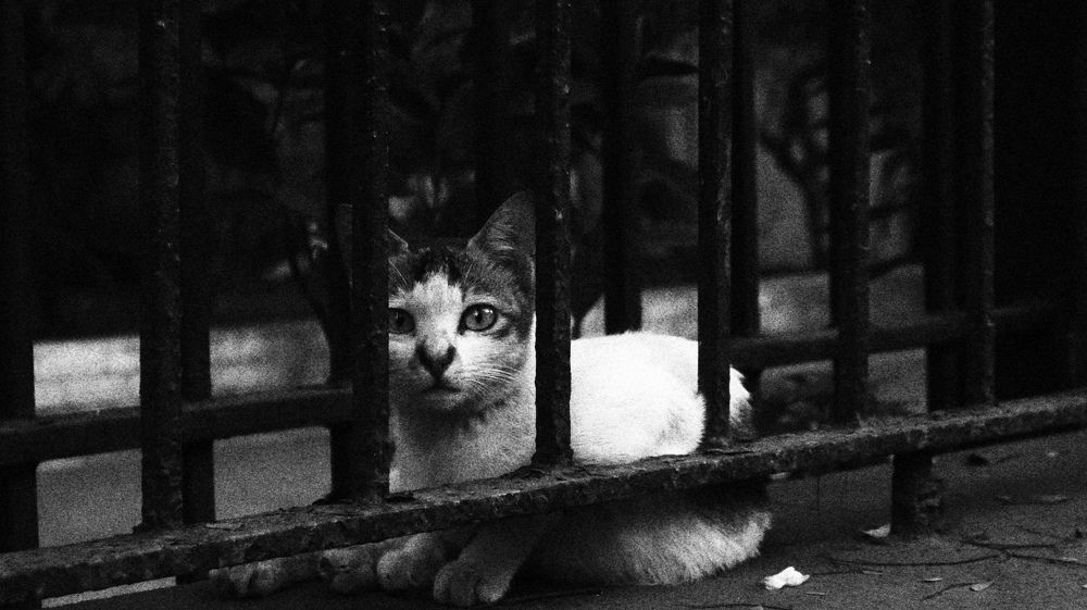 Фотография автора Dhaval Pandya