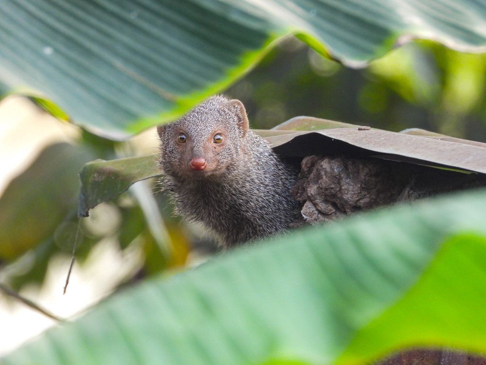 Photograph by Abdullah Al Mamun