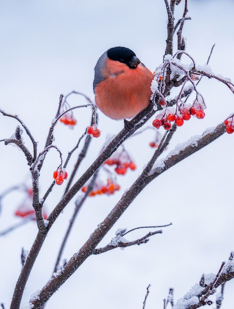 Photograph by Смоляк Максим Дмитриевич
