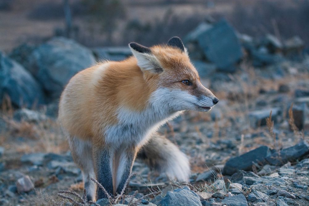 Фотография автора Анастасия Шахотская