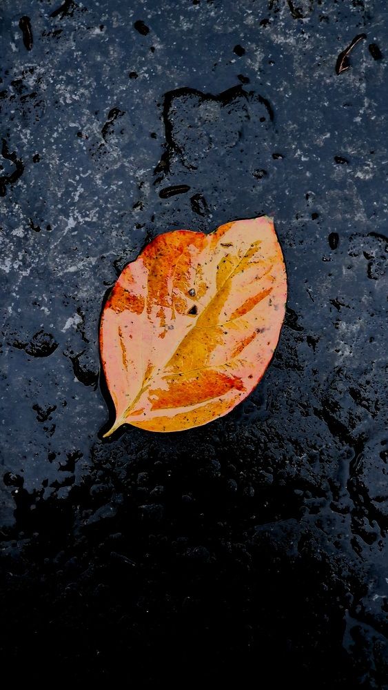 Фотография автора Георгий Черник