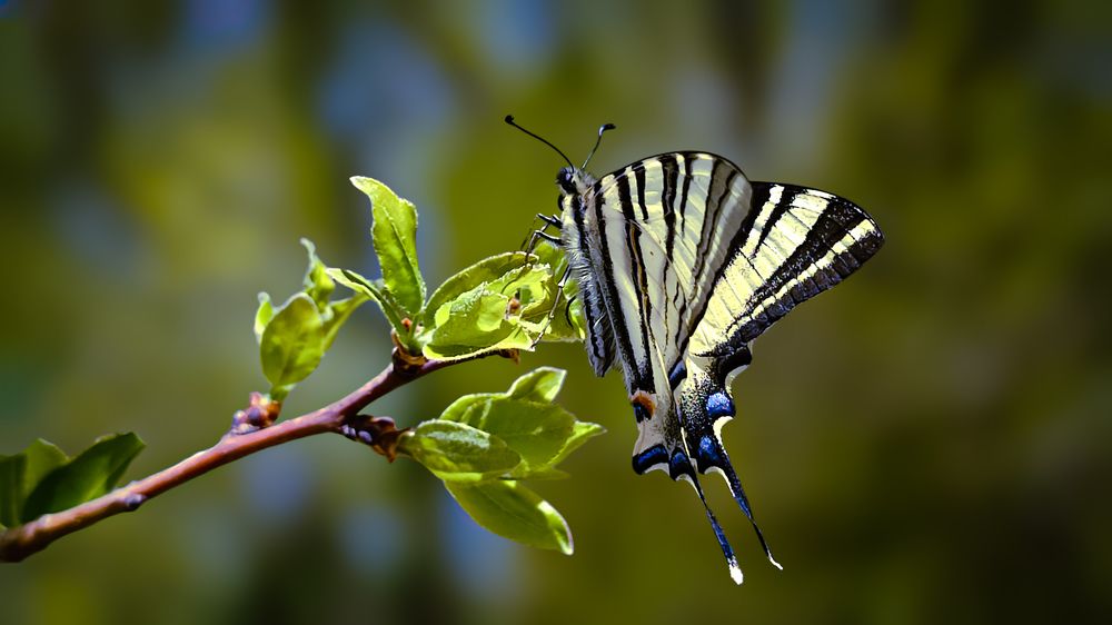 Photograph by Sherko Bahmani