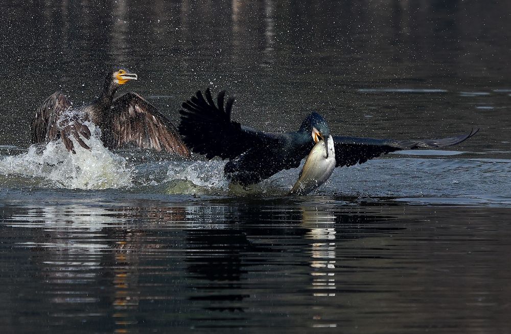 Photograph by Dhananjay J Thakur