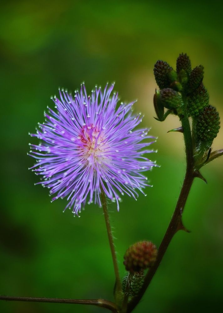 Photograph by Pavithra Denawaka