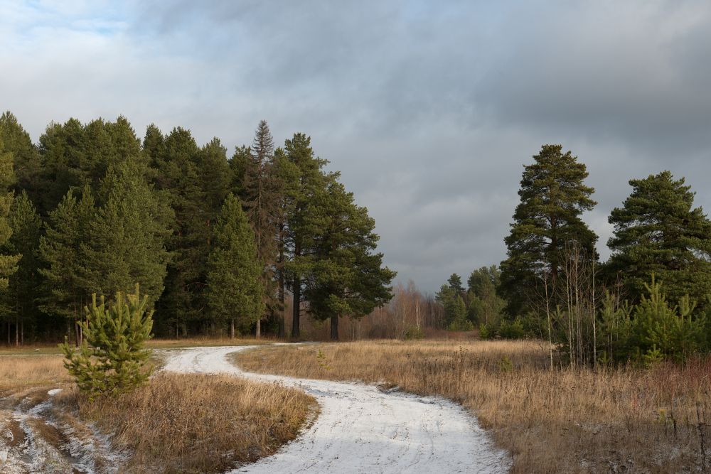 Прогулка к соснам