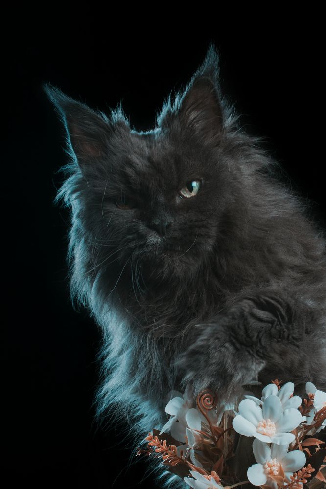 My love - SK Planitum Whitney