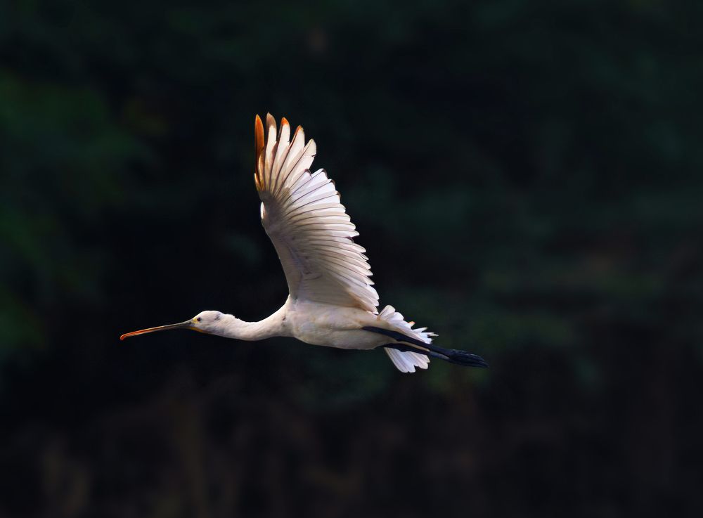 Photograph by G N RAJA