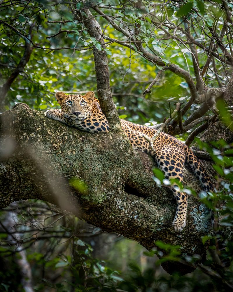 Resting in the heart of the wild