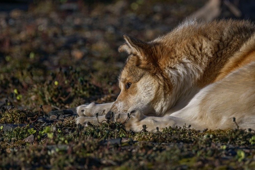 Photograph by Алексей Логинов