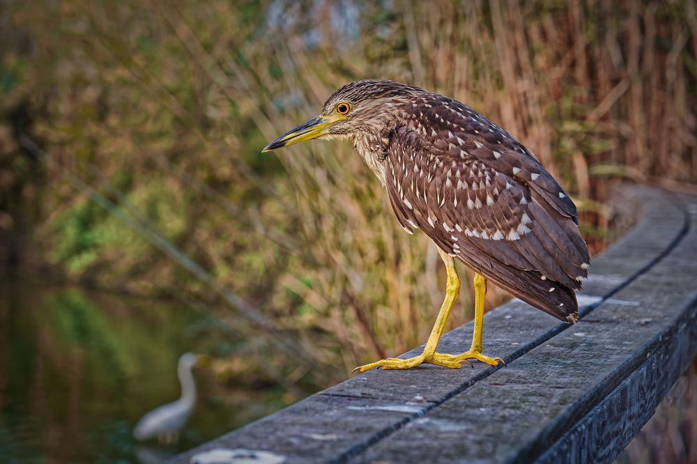 Фотография автора David Solodar