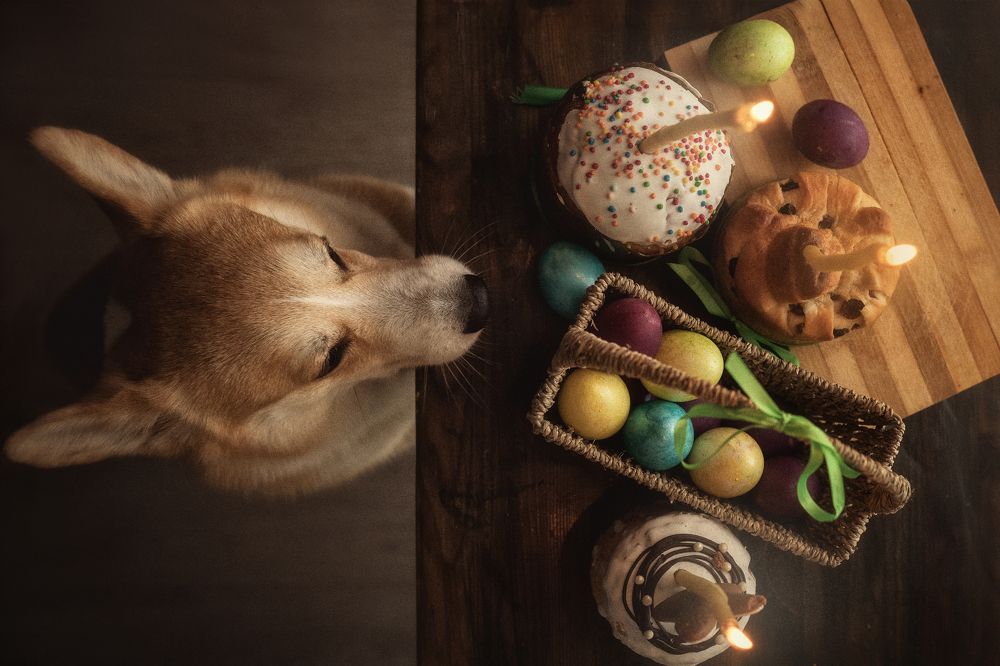 Фотография автора Elena Budanova