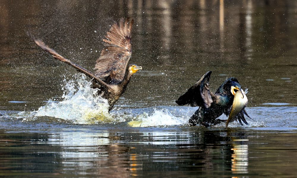 Flying with the big fish.