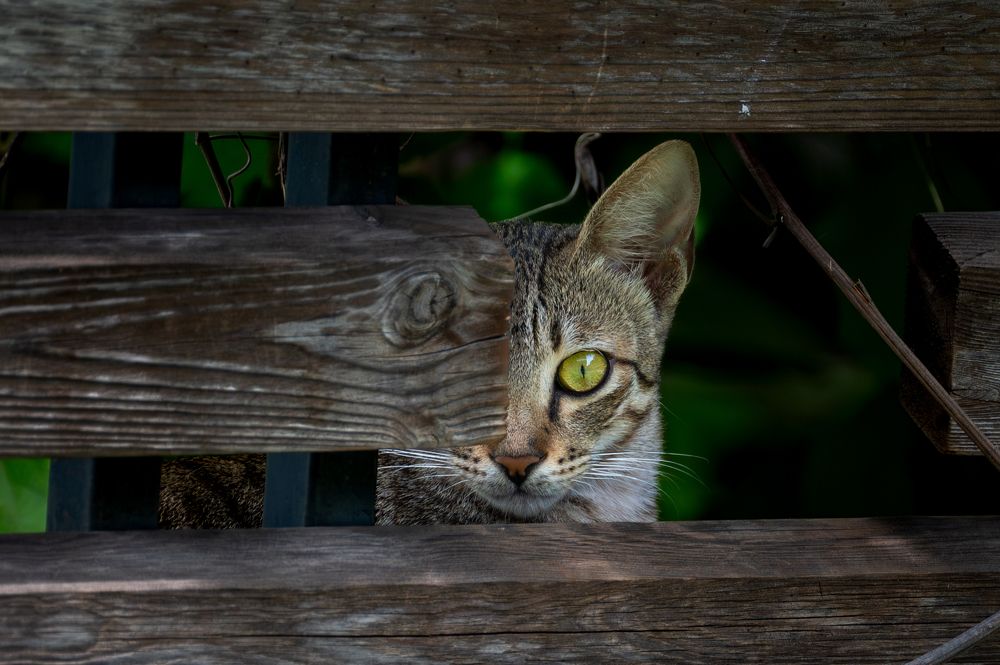 Photograph by Pranav Pula