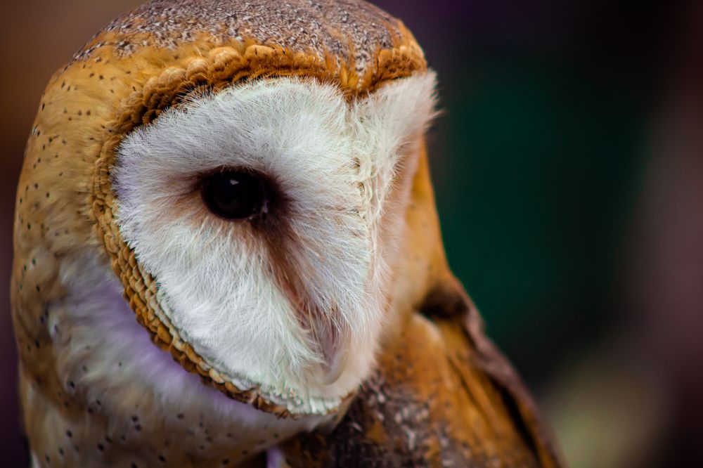 Photograph by Ignacio Ramos