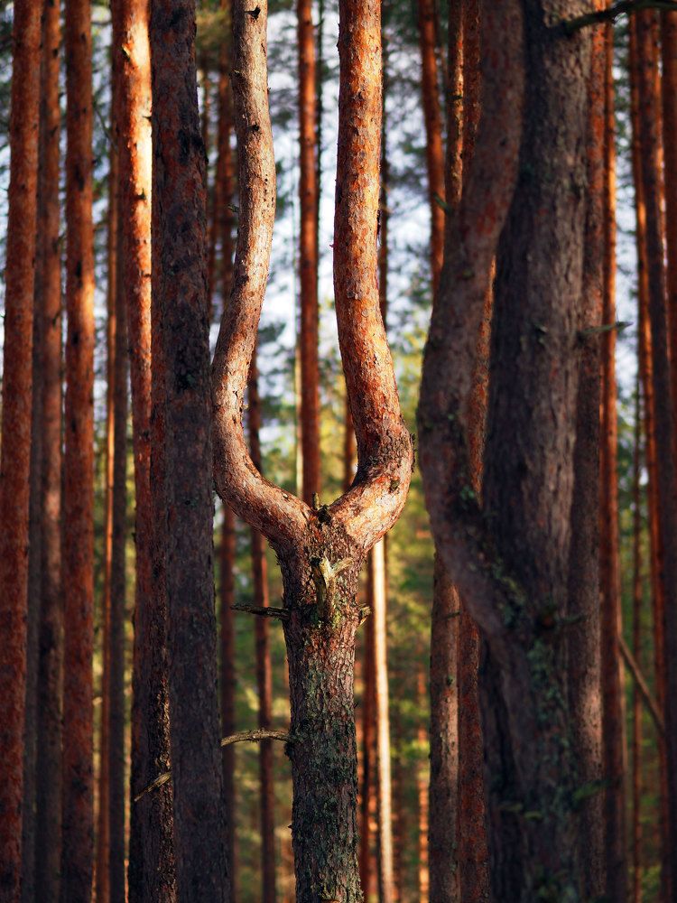 Photograph by Алексей Гнедовский