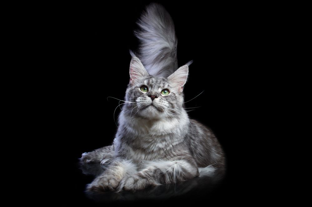 Gigolo of Vistar, maine coon