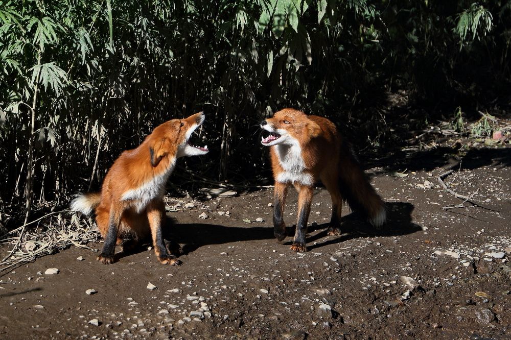 Фотография автора Александр Челмодеев