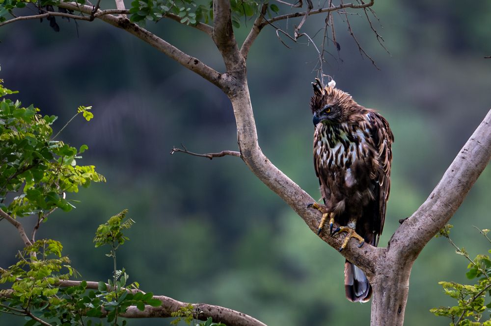 Waiting and Watching