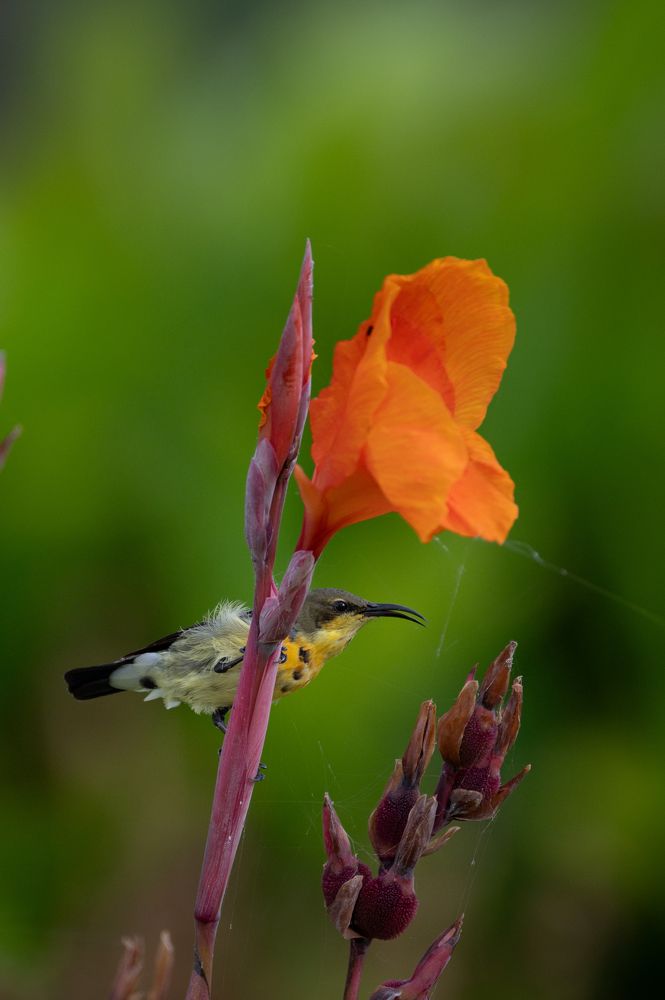 Photograph by Pranav Pula