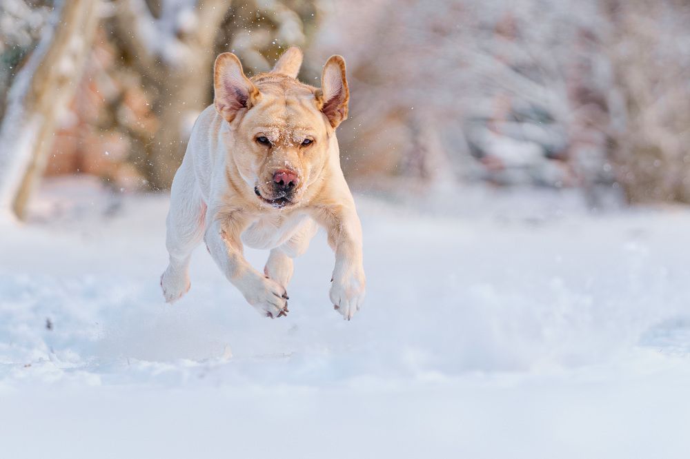 Photograph by Владимир Лиепин
