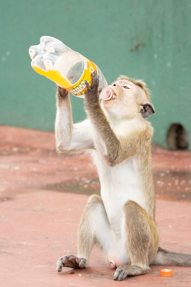 Photograph by Ravichandran Dilochchini