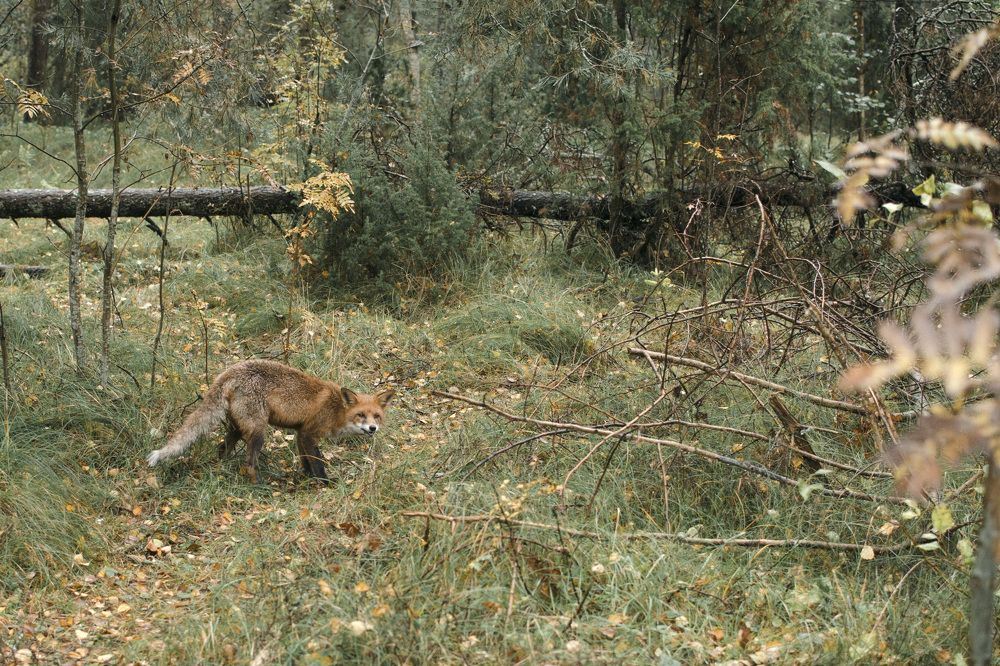 Фотография автора Людмила Куприянова