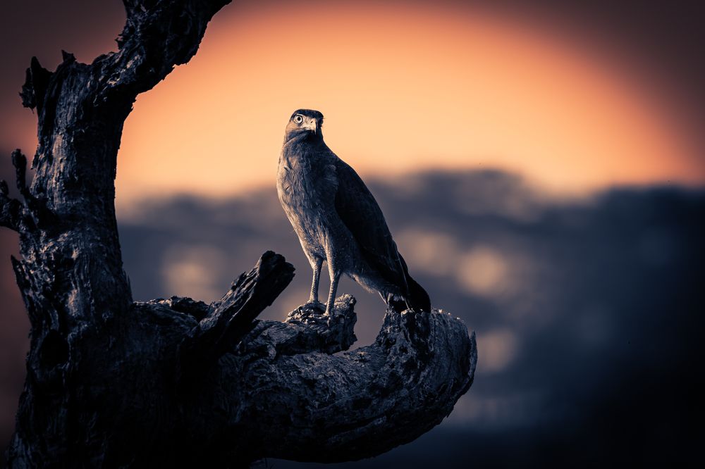 Photograph by Sabari Ganesh Sivakumar