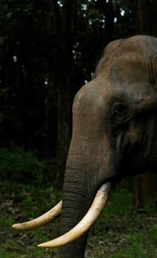 Photograph by SARAVANA MANICKAM