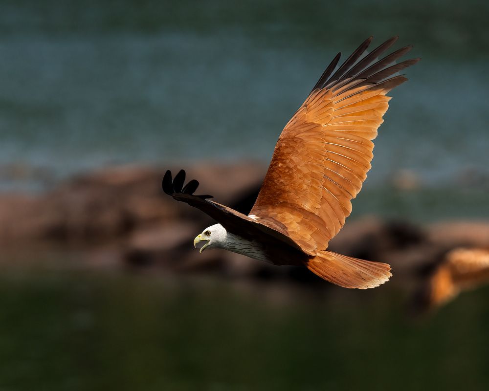 Photograph by tapas acharya