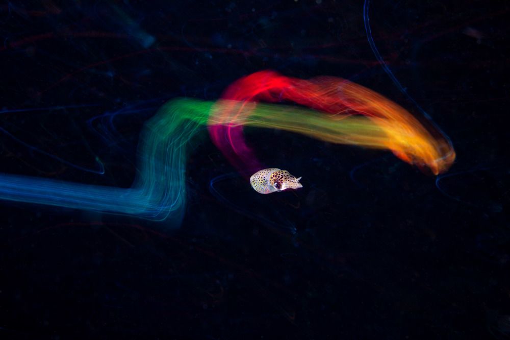 Photograph by Yi-Ping Chang