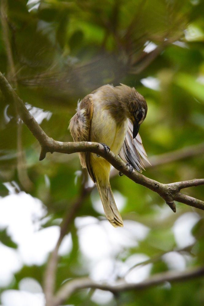 Photograph by G.D.T. Perera Perera