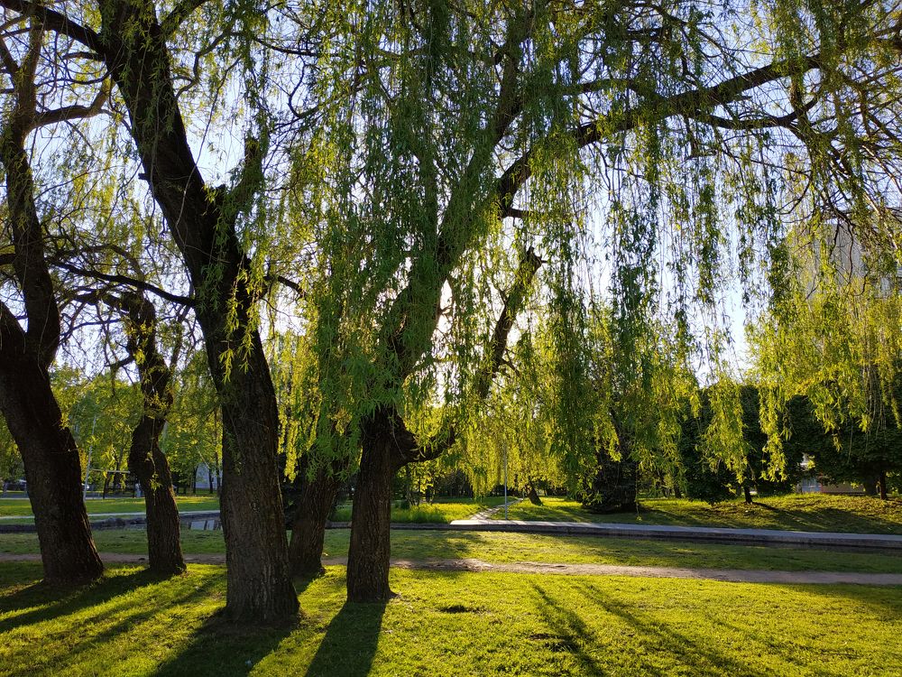 Луч солнца золотого / Rays of Golden Sunshine