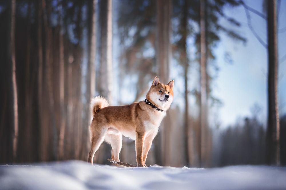 Photograph by Александра Пугачёва