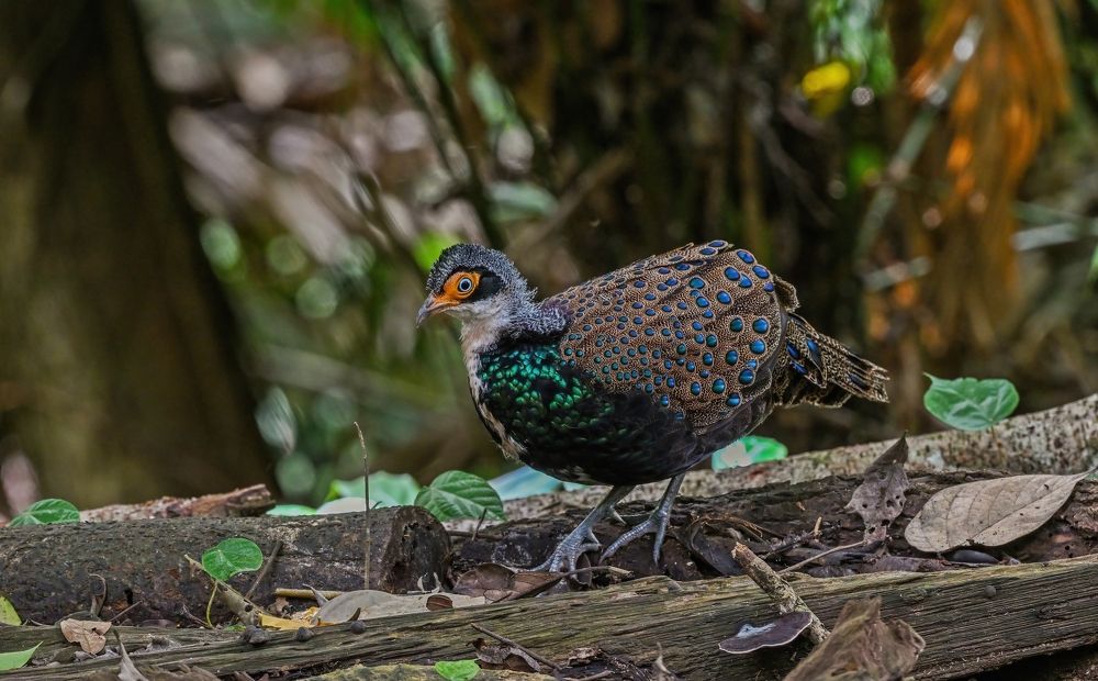 Photograph by NUR AZIMAH THERESA ABDULLAH