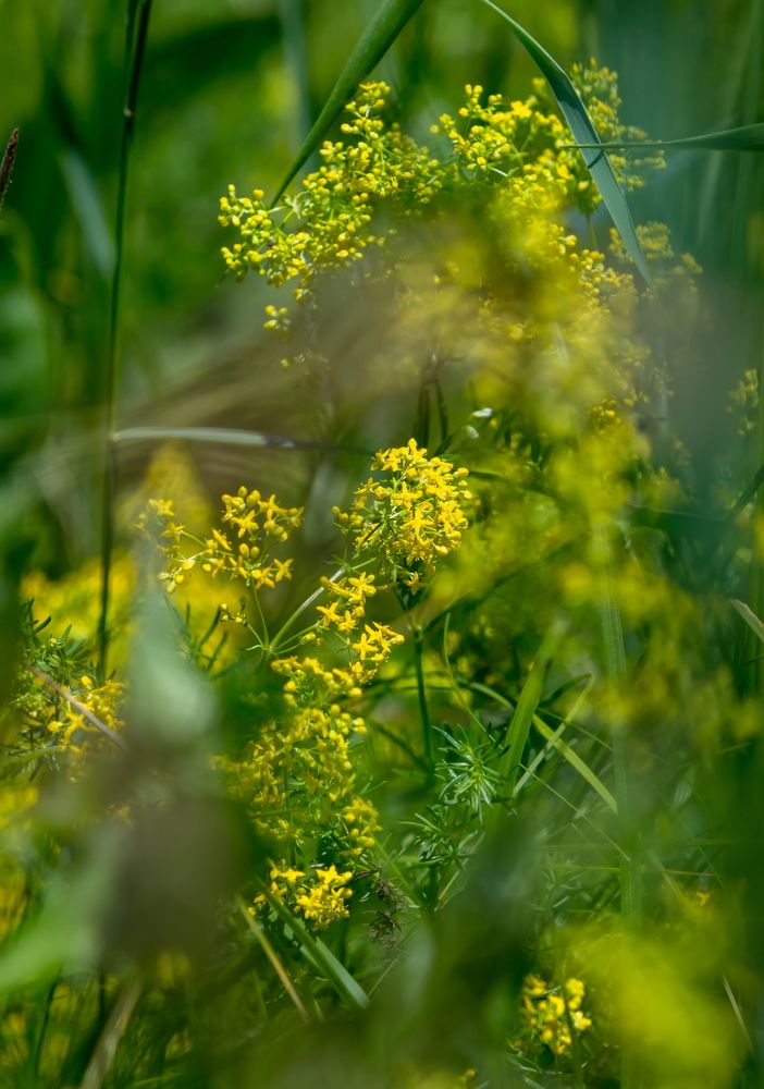 Вспомнилось лето