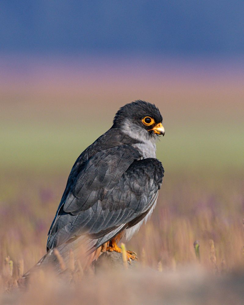 Photograph by ASHWINI BHONGE