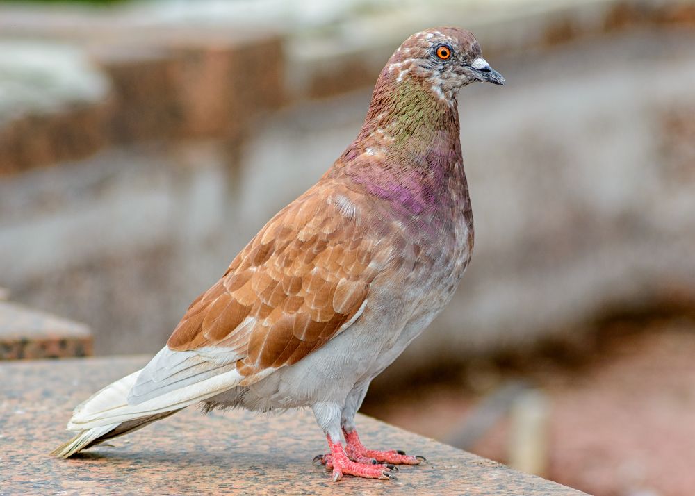 Photograph by Сергей Дишук