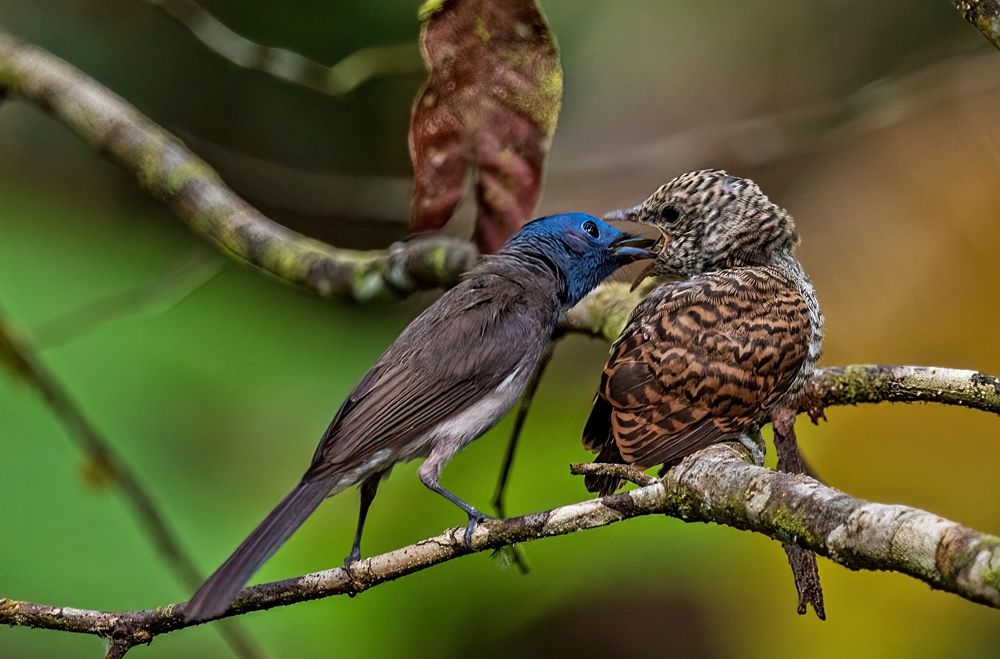 Photograph by NUR AZIMAH THERESA ABDULLAH