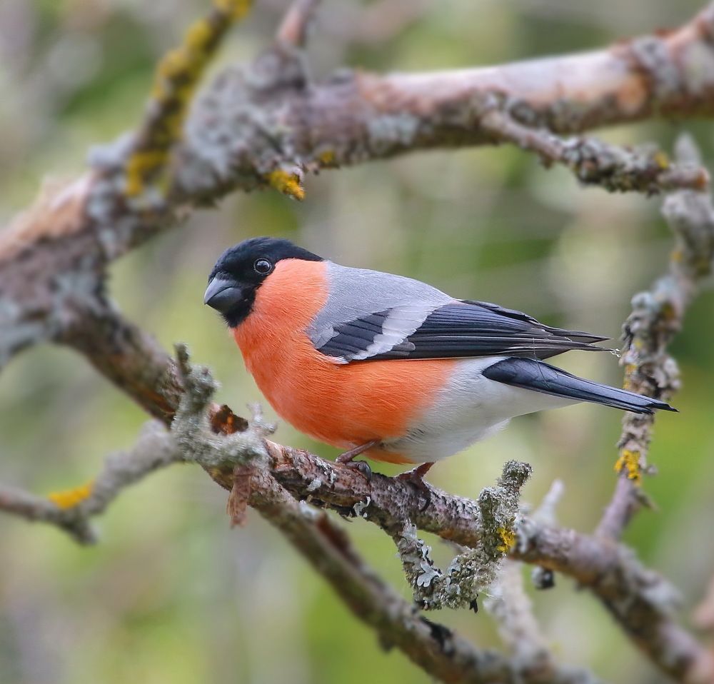 Photograph by Андрей Брагин