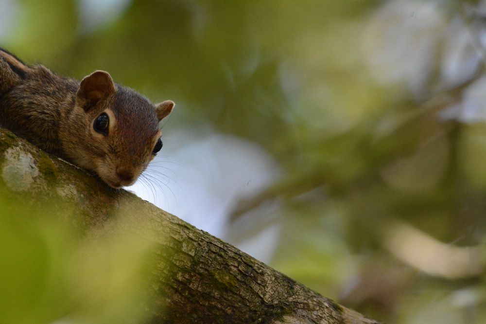 Photograph by G.D.T. Perera Perera