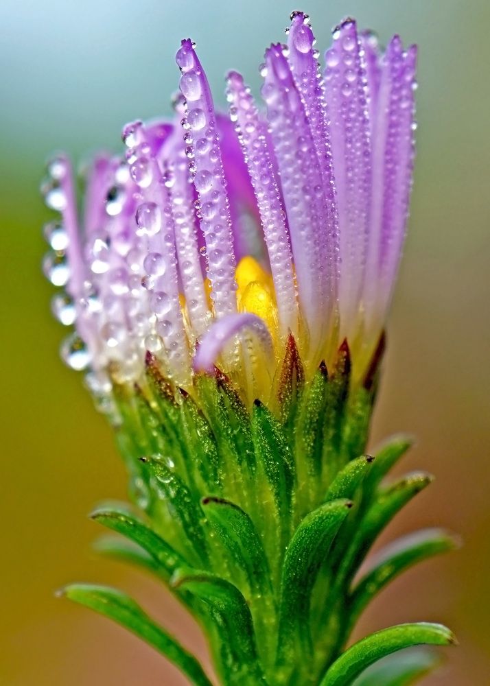 Photograph by Наталья Соколова