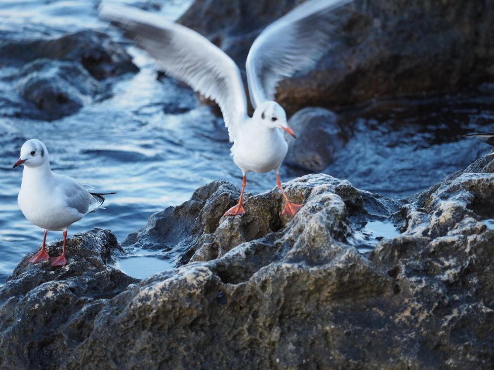 Photograph by Сергей Борисов