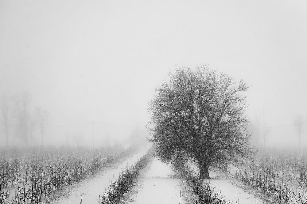 Photograph by Navid Mofidi Ahmadi