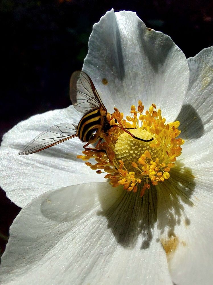 Счастливая пчелка.