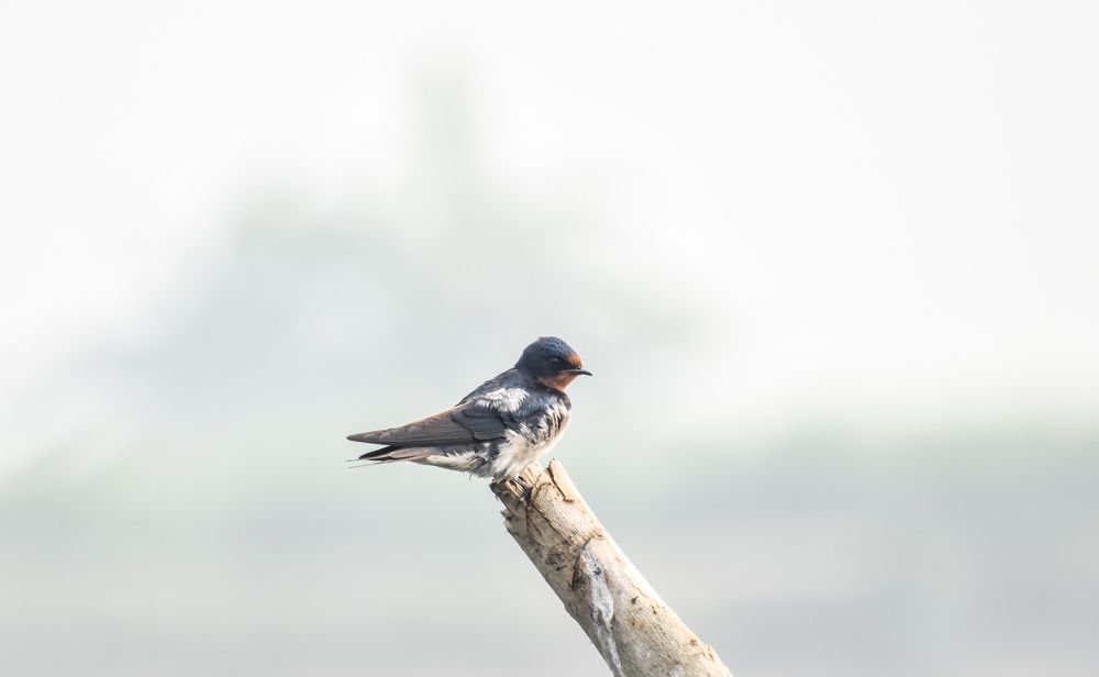 Фотография автора Tonmoy Maity