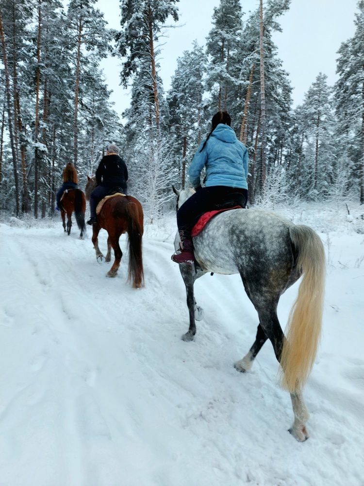 Встреча в лесу.