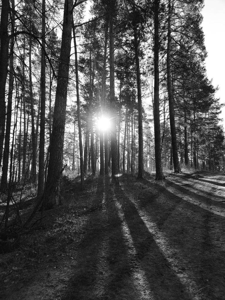 Солнечный фонарик в лесу.